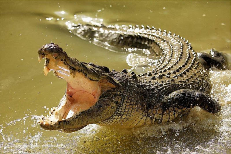 Animals: Crocodile