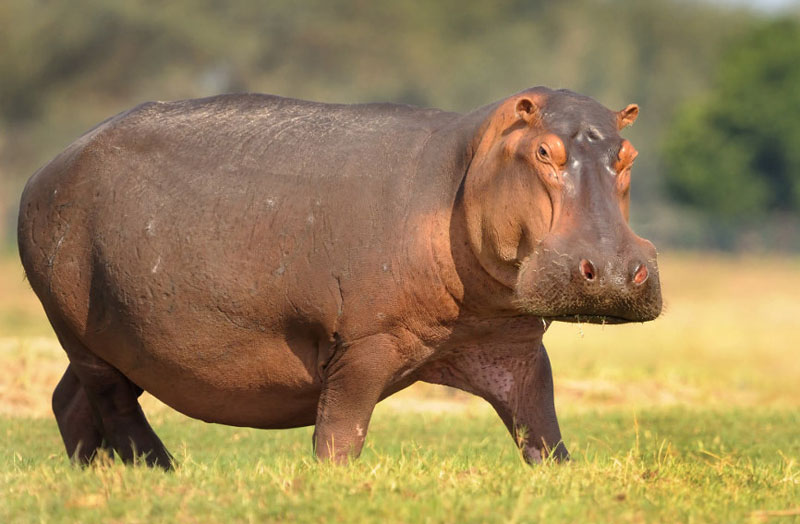 Animals: Hippopotamus