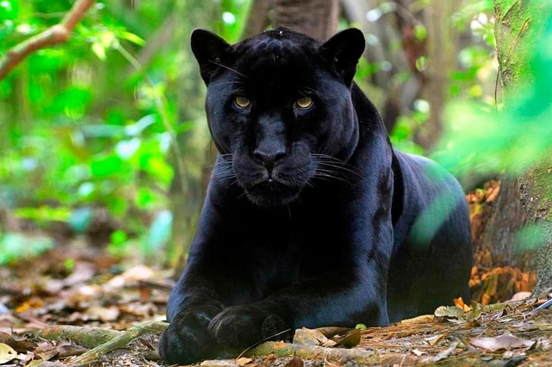 Animals: Panther