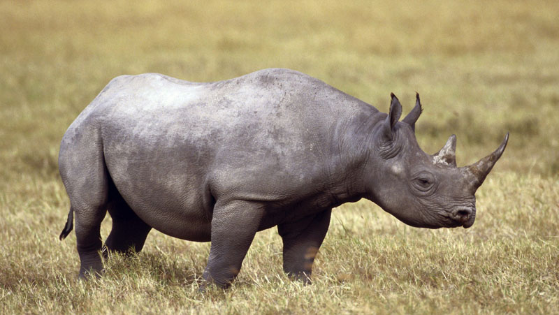 Animals: Rhinoceros