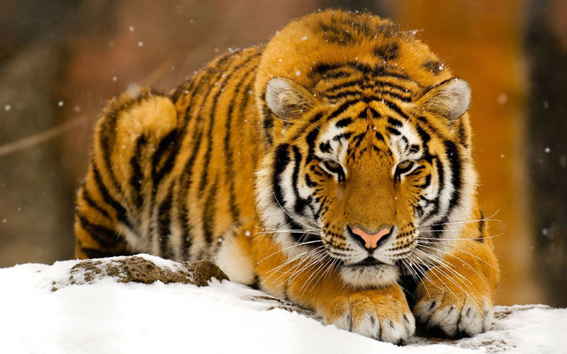 Animals: Tiger