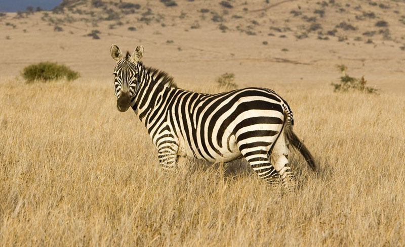 Animals: Zebra